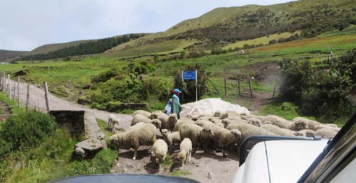 troupeau de mouton